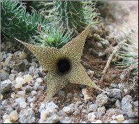Huernia pillansii 4 cotes